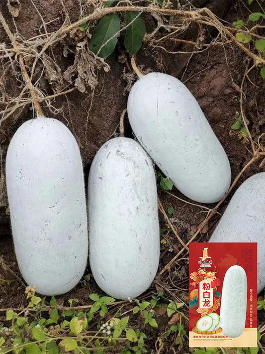 Fenbailong Wax Gourds
