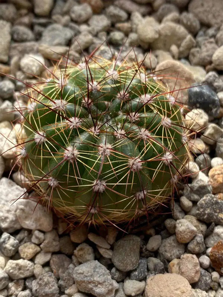 Parodia ottonis