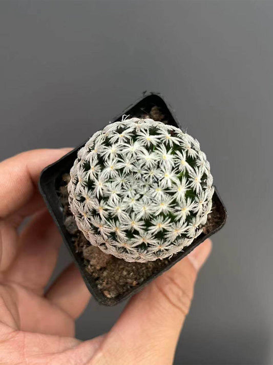 Mammillaria duwei