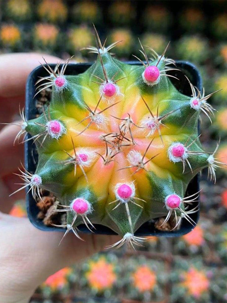 Gymnocalycium mihanovichii 'Yellow Variegata'