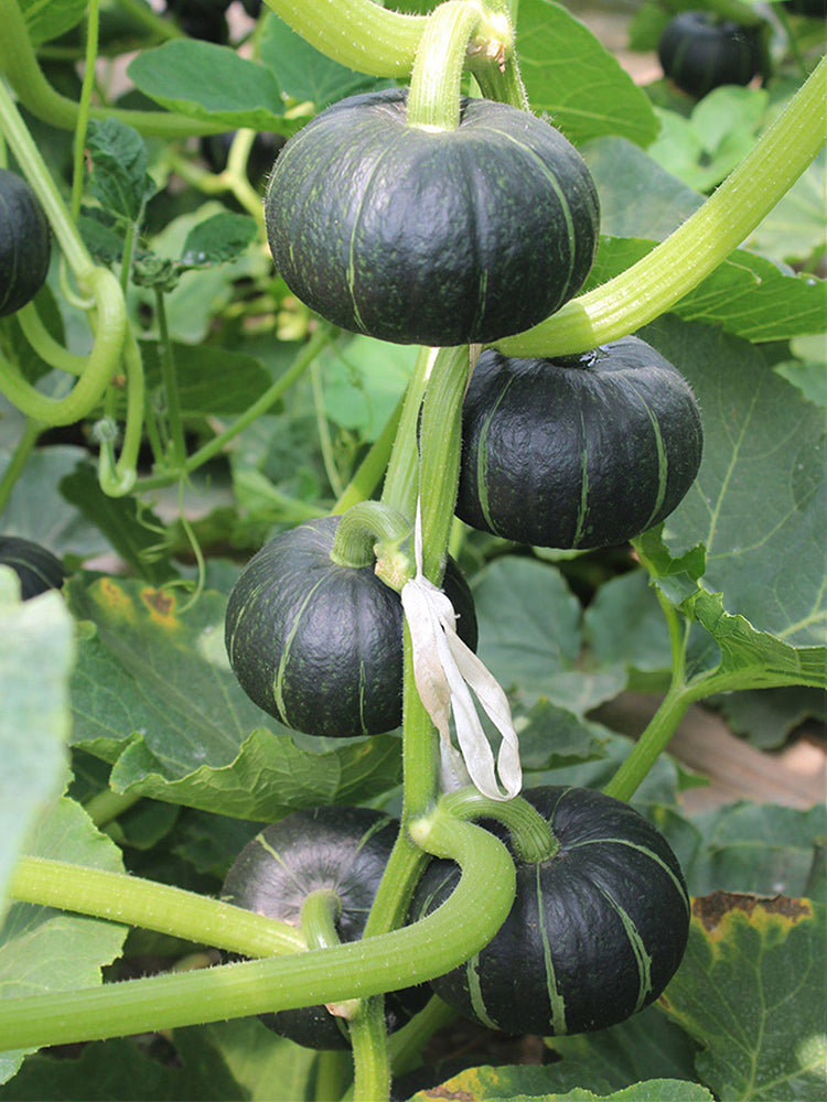Beibei No.4 Baby Pumpkin