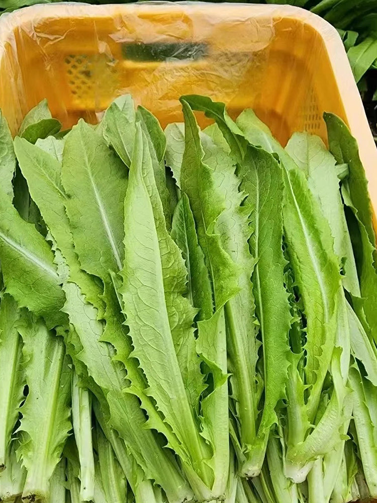 Traditional Tender Youmai Cai