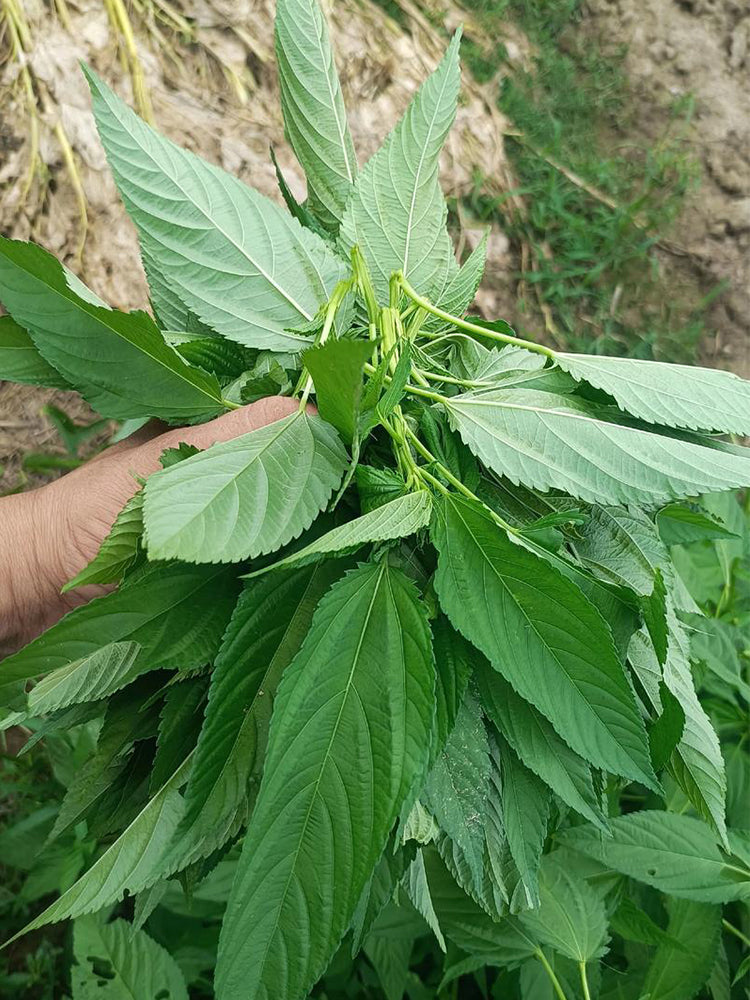 Chaozhou Jute Leaves