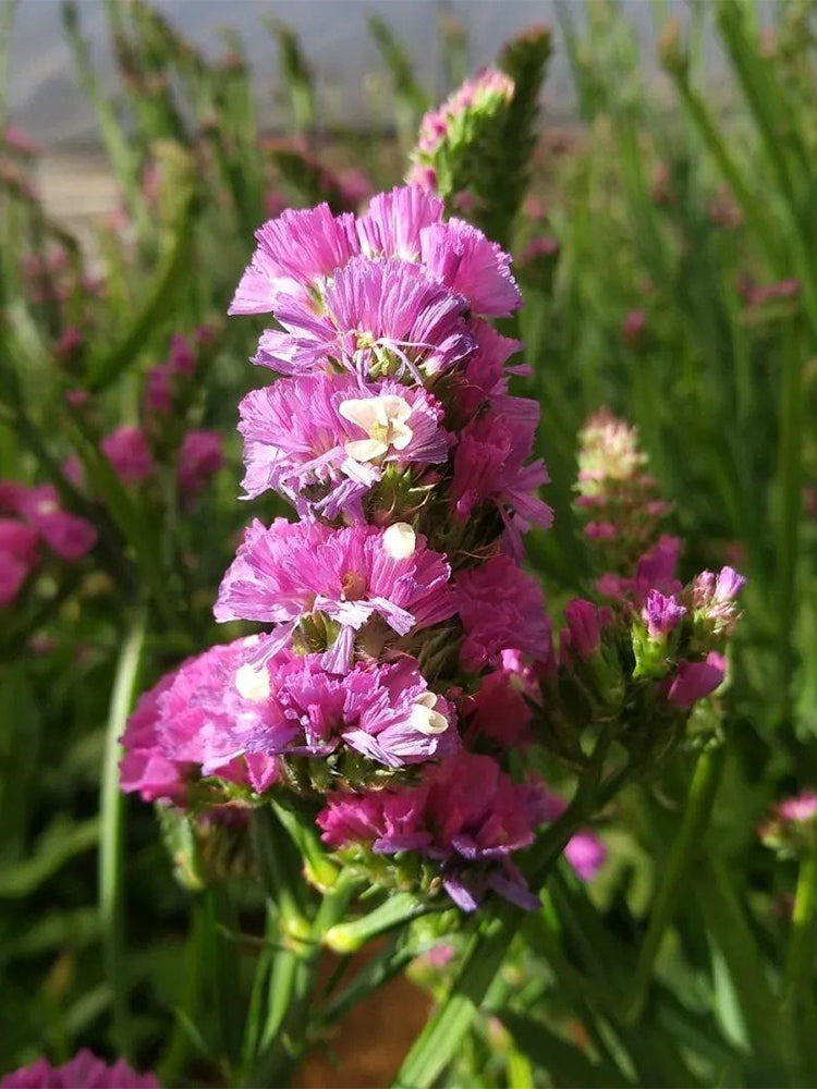 Purple-red Wavyleaf Sea Lavender (Limonium sinuatum)