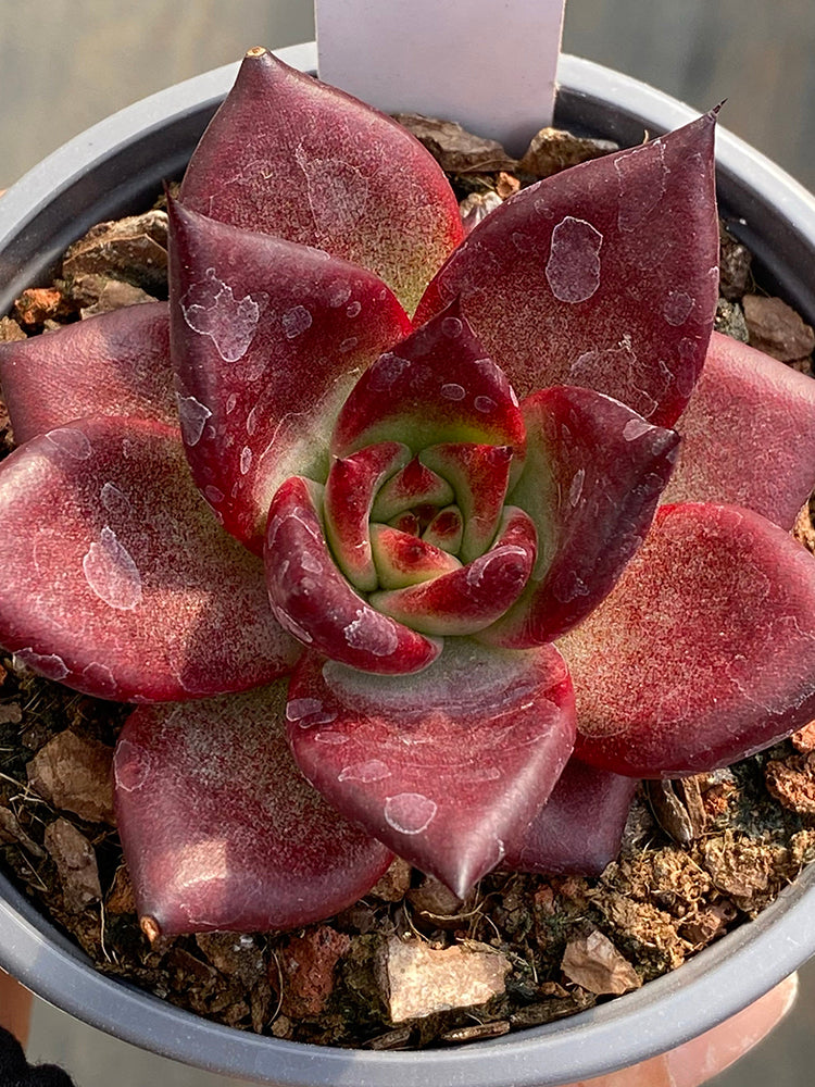 Echeveria cv. 'Robin'