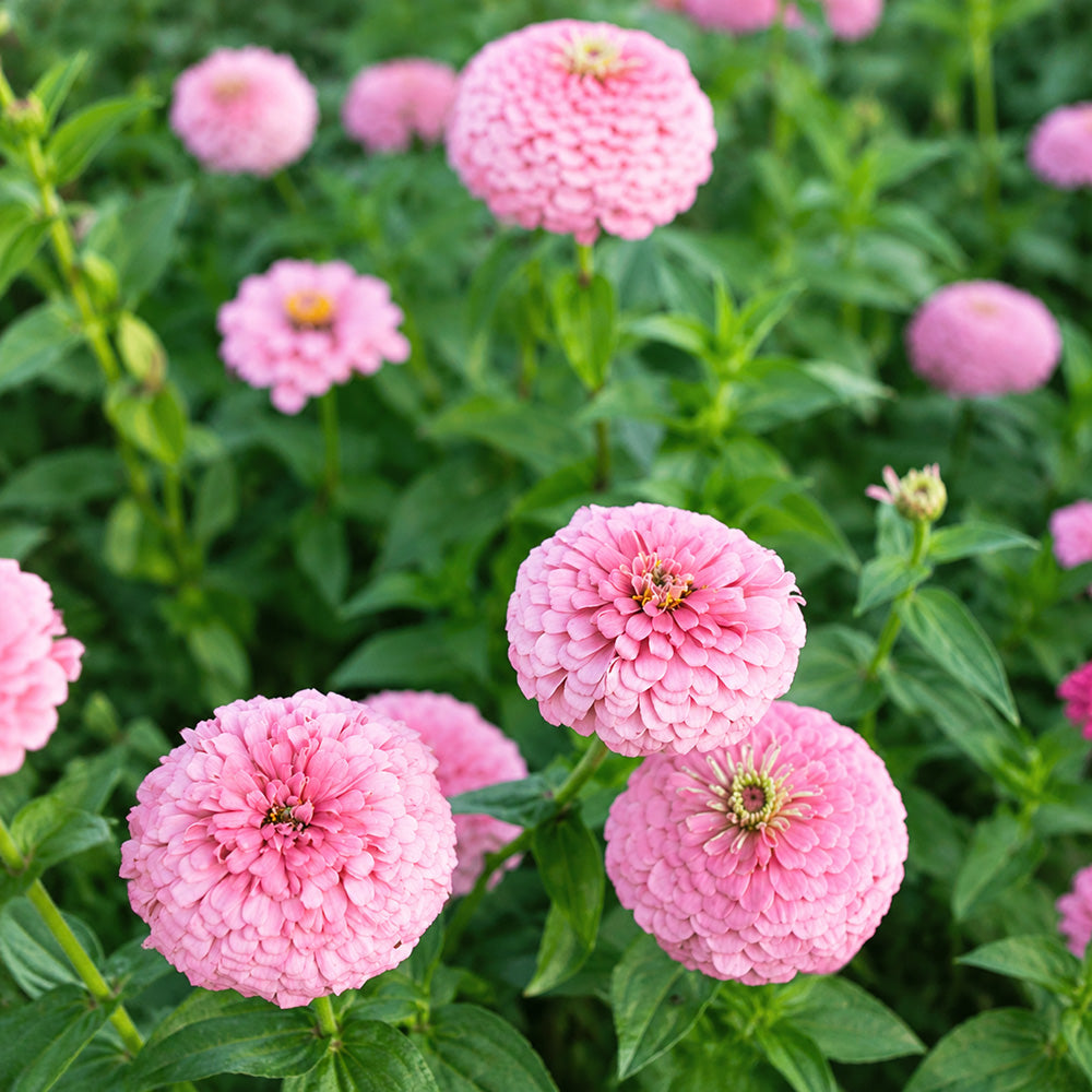 W1347 Large-Flowered Pink Zinnia