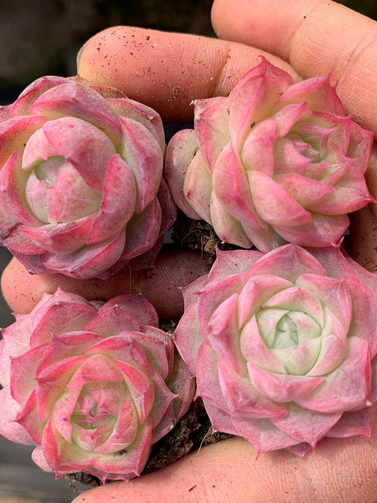 Echeveria 'Silhouette'
