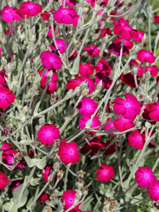 Red Flowered Rose Campion