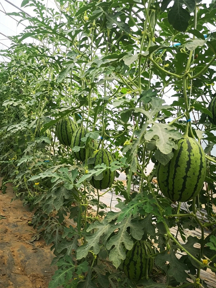 Xiaofeng Watermelon