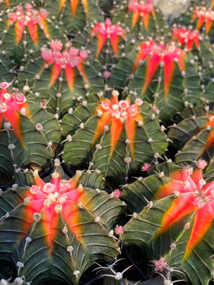 Gymnocalycium stenopleurum 'Artificial Variegated'