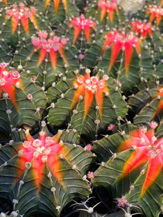 Gymnocalycium stenopleurum 'Artificial Variegated'