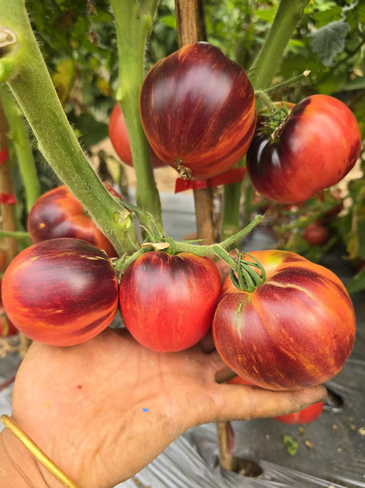 1105 Dwarf Tomato