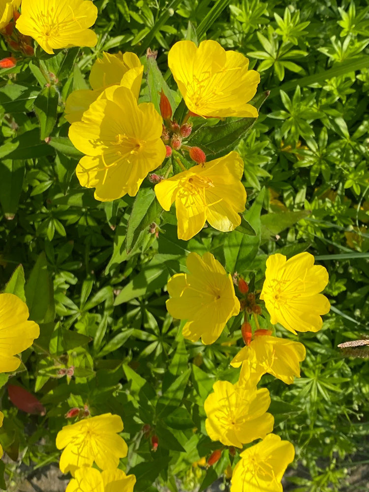 Yellow Evening Primrose