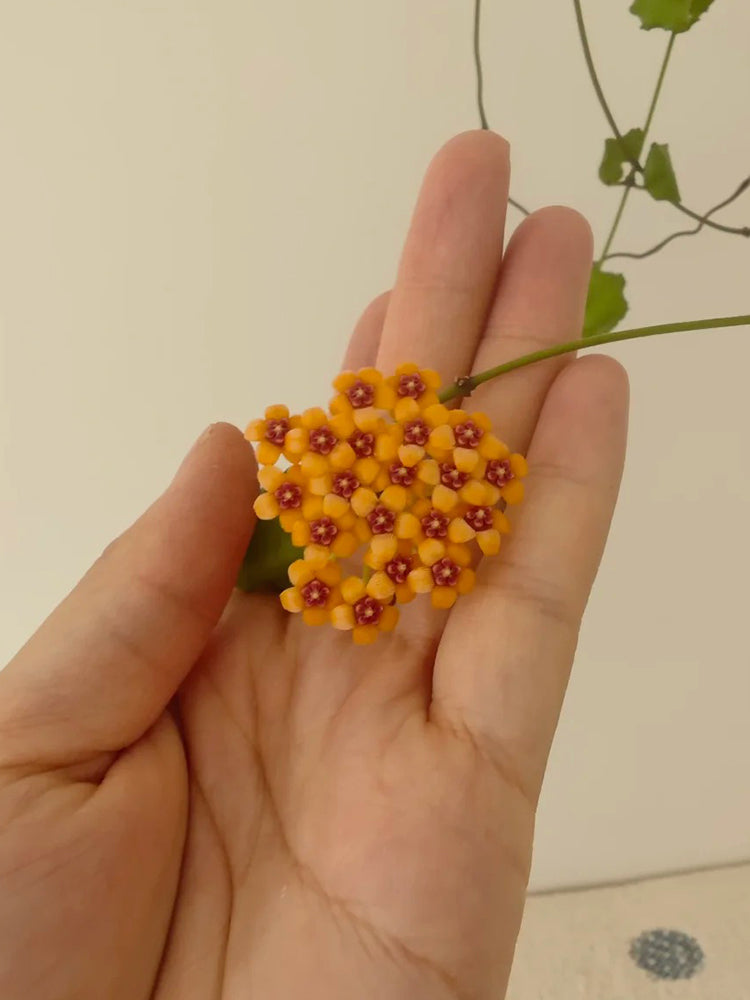 Hoya endauensis Unrooted Stem Cuttings