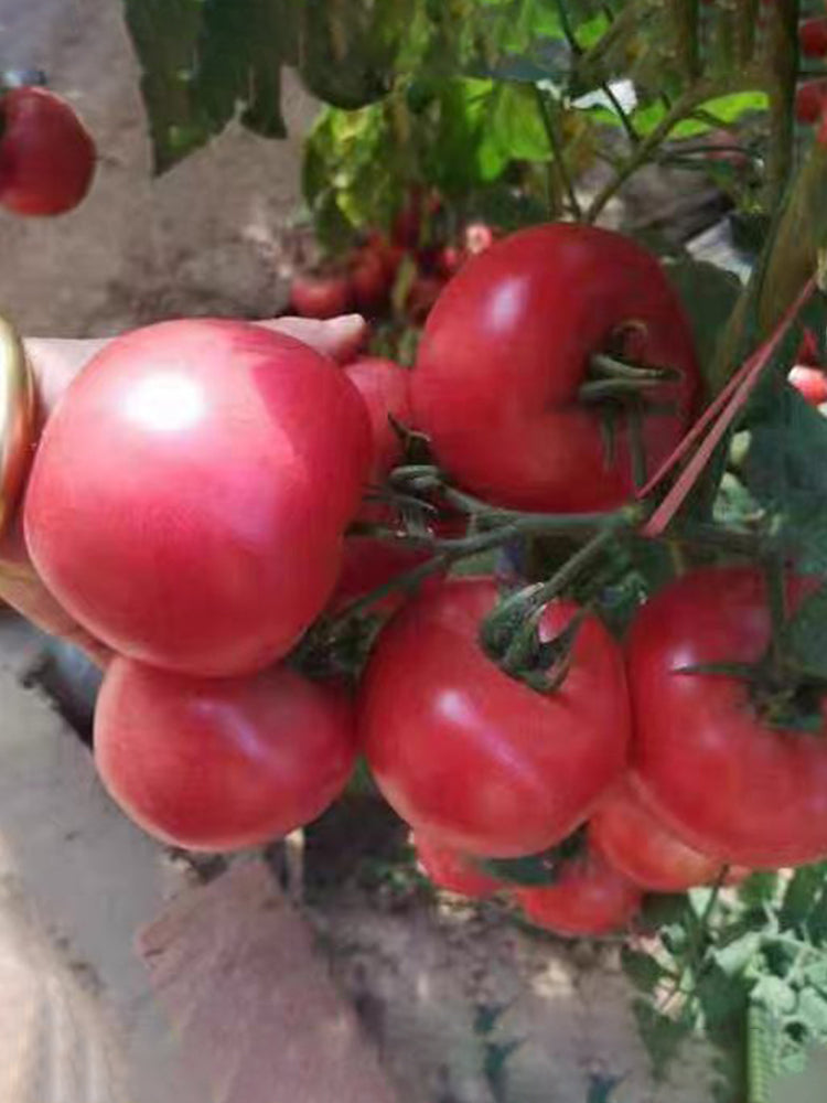 Alas No.9 Hybrid Pink Tomato Seeds