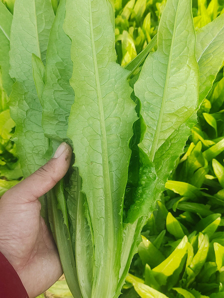 All-Season Youmai Cai