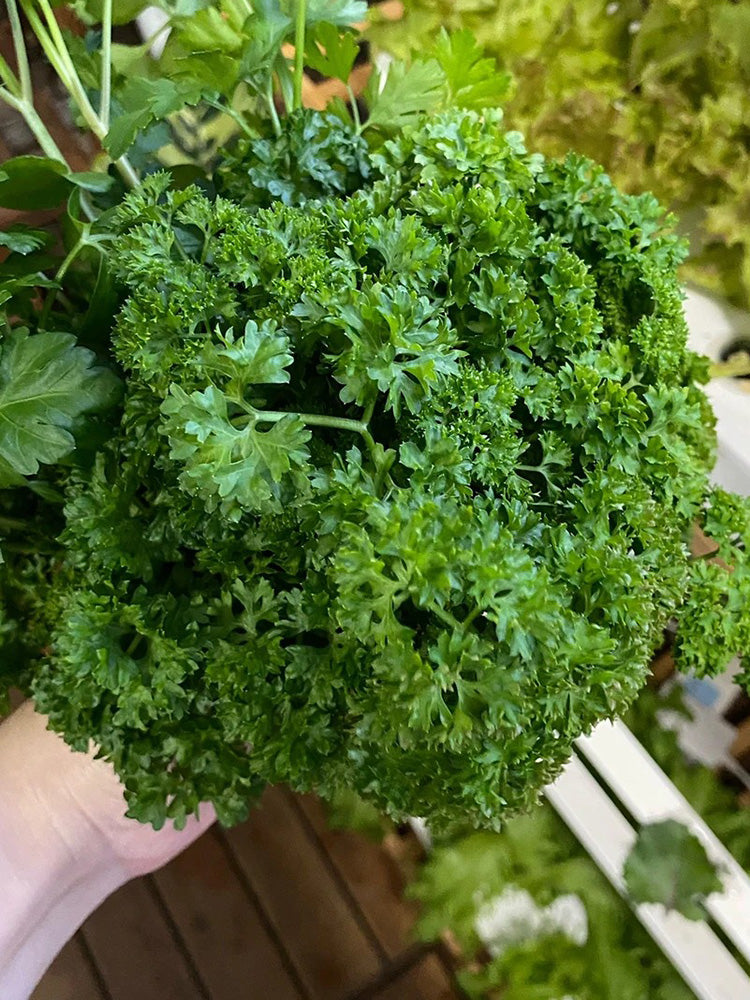 French Parsley