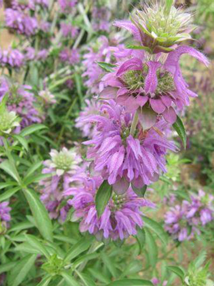 Lemon Mint (Monarda citriodora)