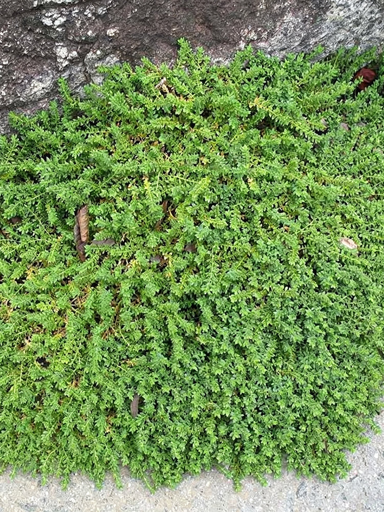 Green Carpet Rupturewort