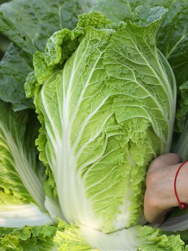 'Jiaoyan Qiubao' Chinese Cabbage