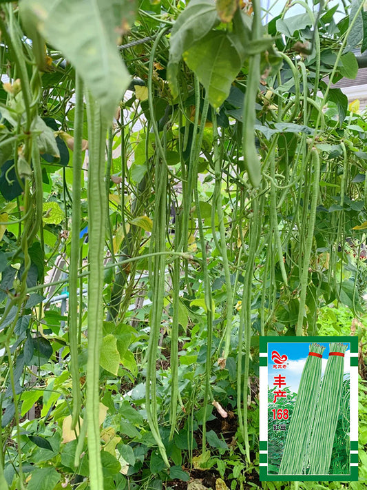 Fengchan 168 Yardlong Bean