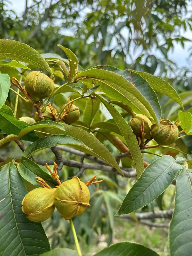 Mountain Walnut