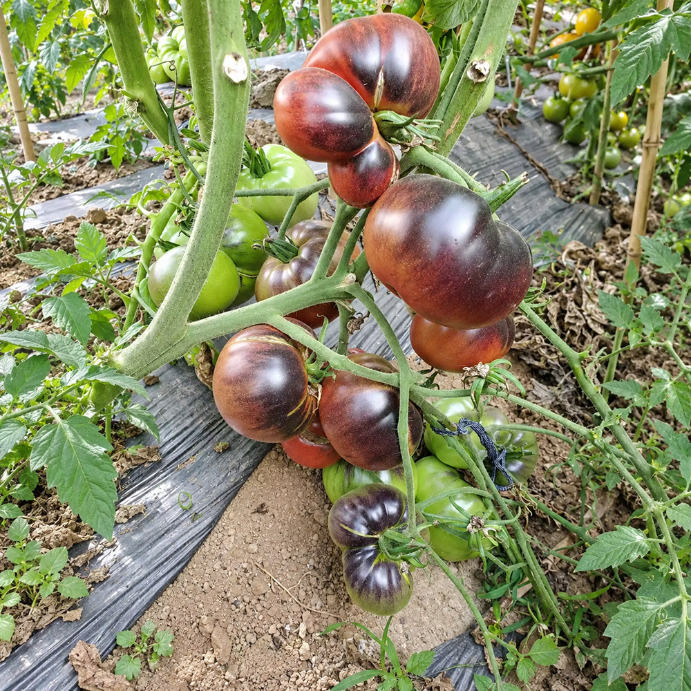 333 Dirty Curty Tomato