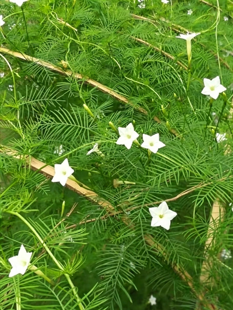 White Cypress Vine