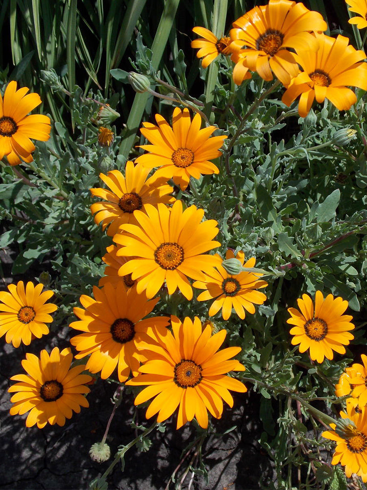 Mixed Colors Namaqualand Daisy