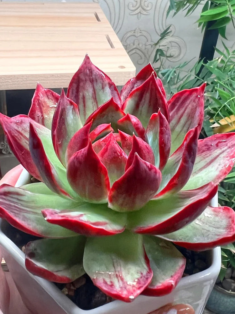 Echeveria cv. 'Fairy of Stunning Grace'