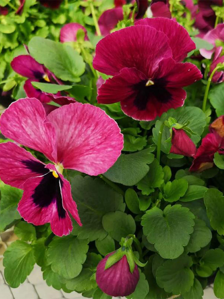 Hezhichun Pansy 'Cat Face'