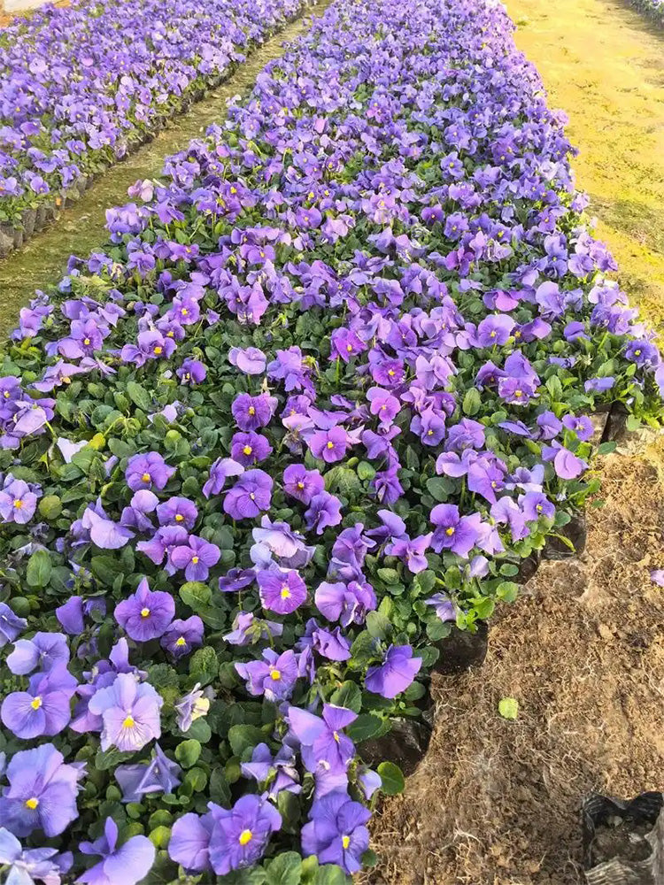 Hezhichun Pansy 'Azure Skies'