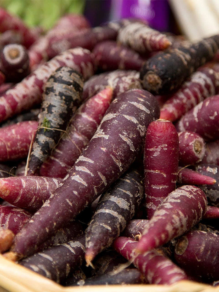 Purple Carrot F1