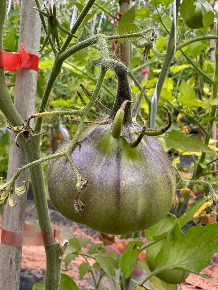 Blue Pear Tomato