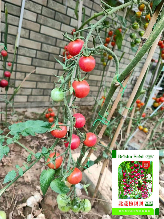 Pink Beibei Cherry Tomatoes