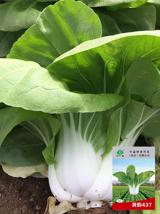 'Huanghe 437' Bok Choy