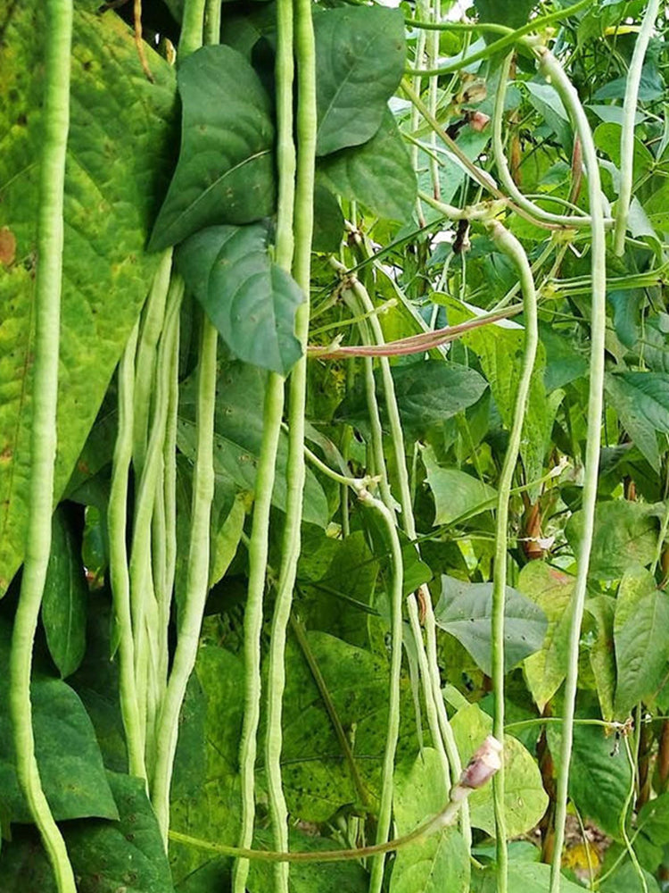 Yapajia 28-2 Yardlong Beans