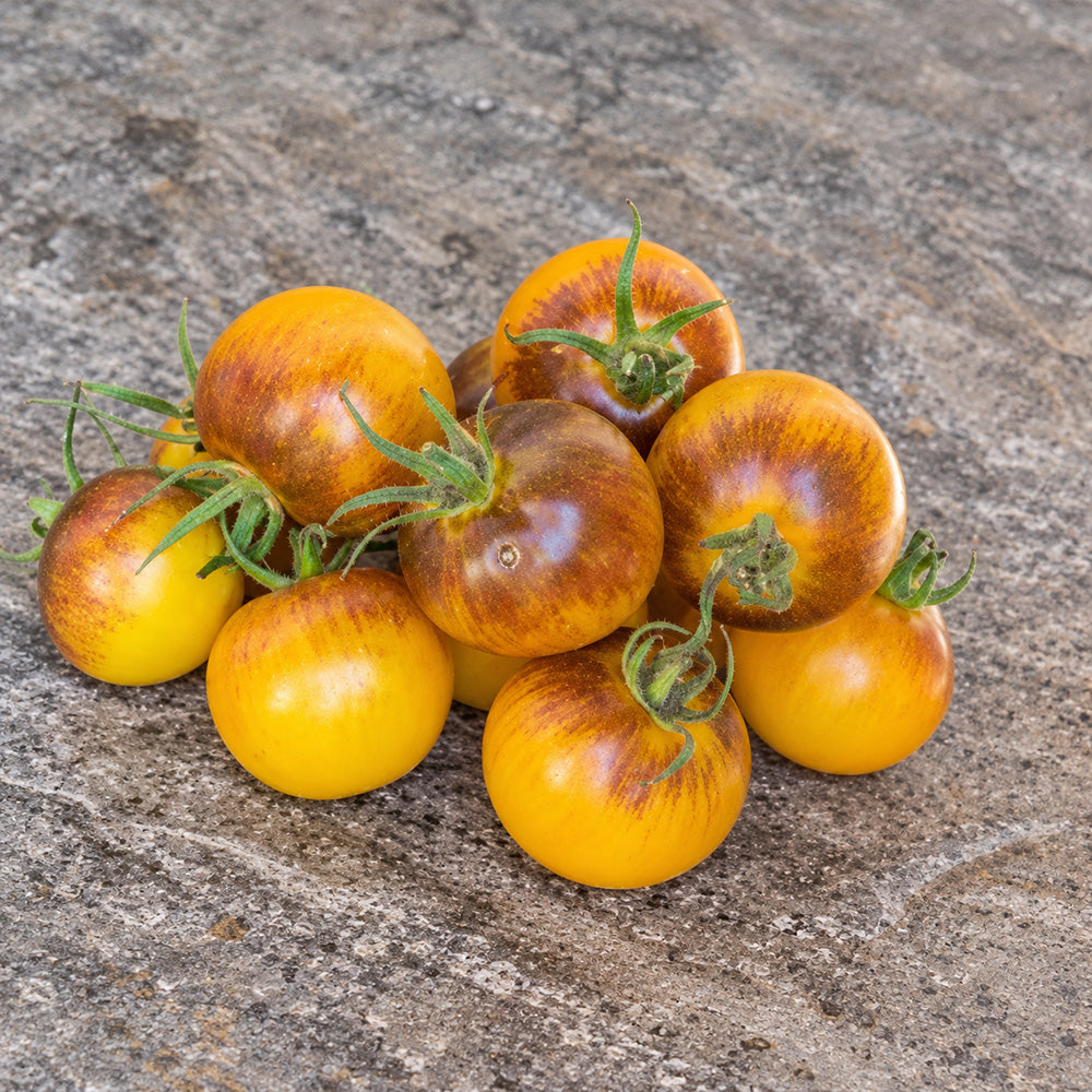 358 Edith Bernhard Tomato