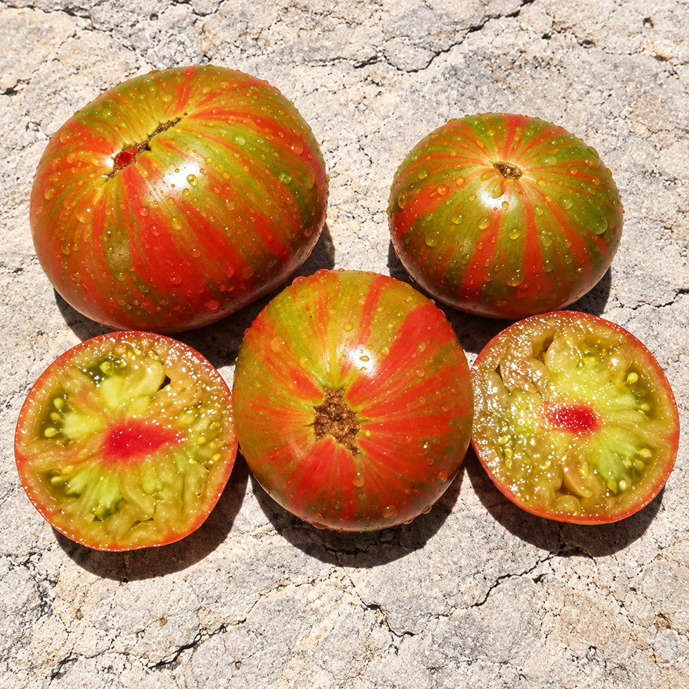 435 Kozula 224 Tomato