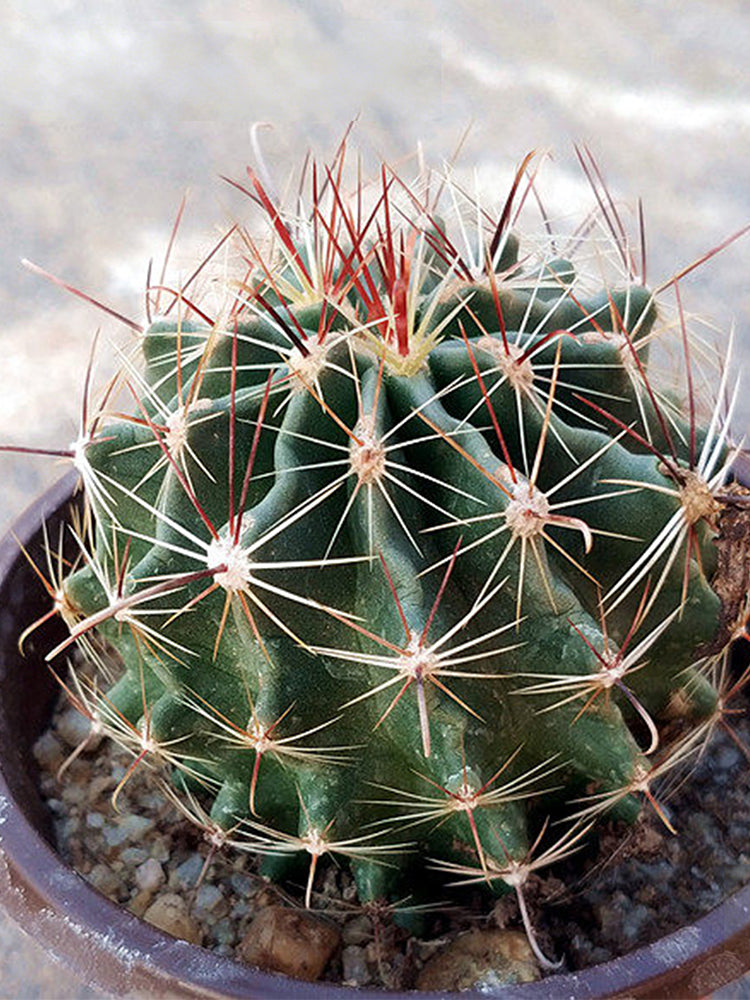 Thelocactus setispinus