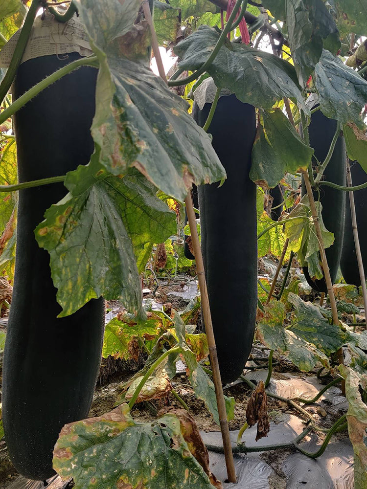 Iron-Heart Black Missile Winter Melon