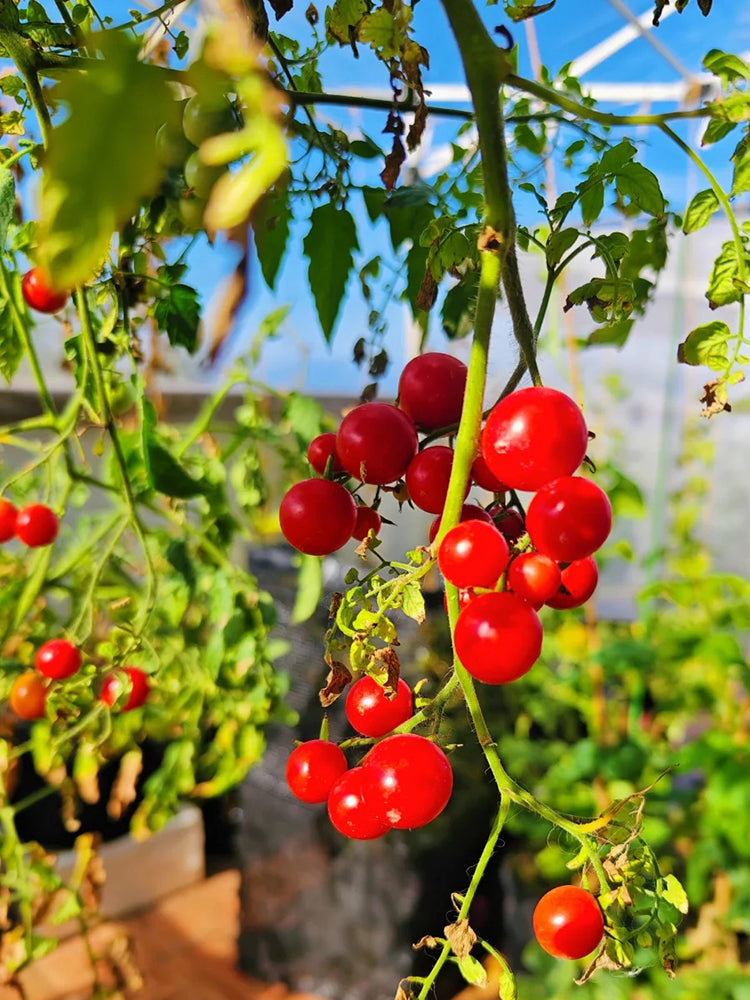 Hanging Tomato