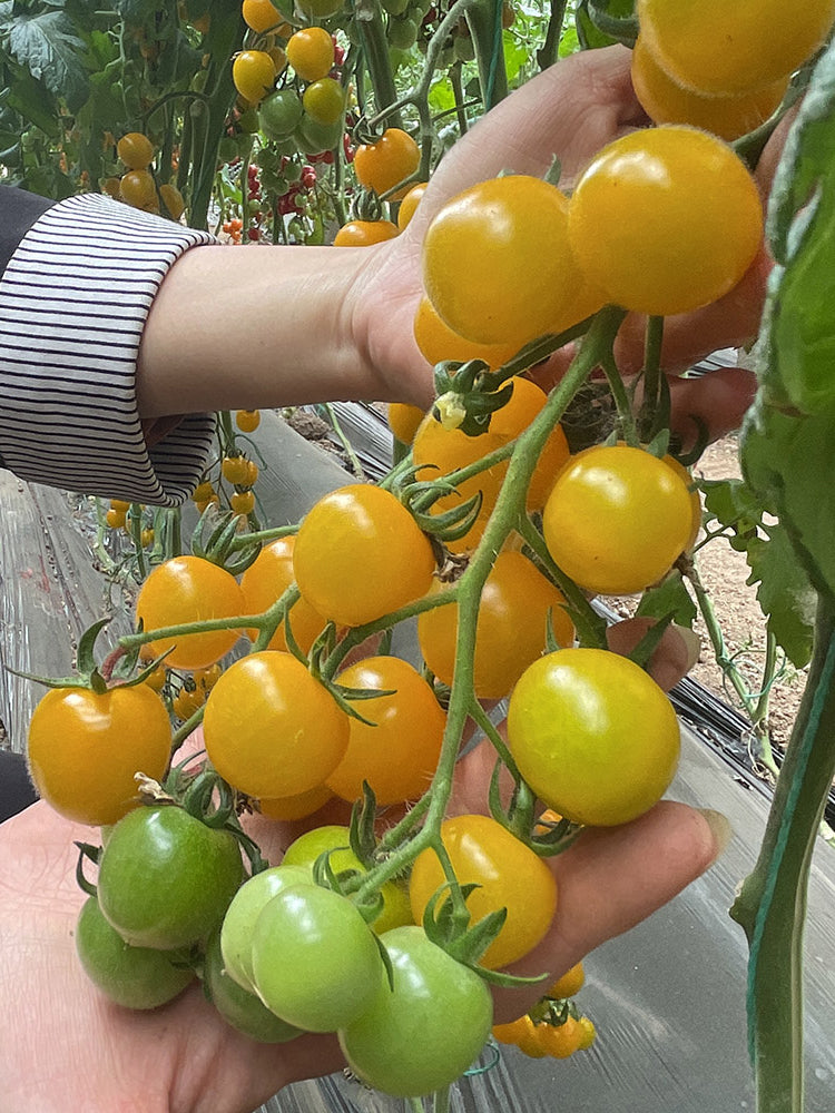 'First Love' Golden Cherry Tomato