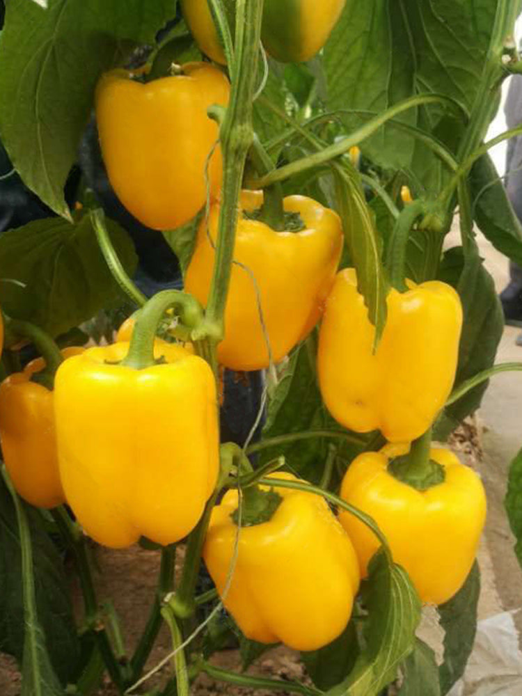 Yellow Bell Peppers (Capsicum annuum)