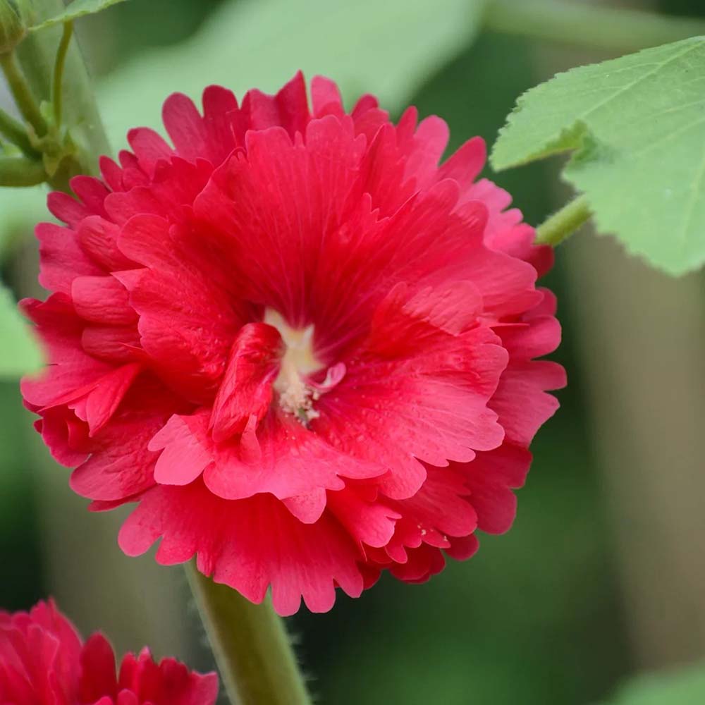W964 Tall Double Red Hollyhock