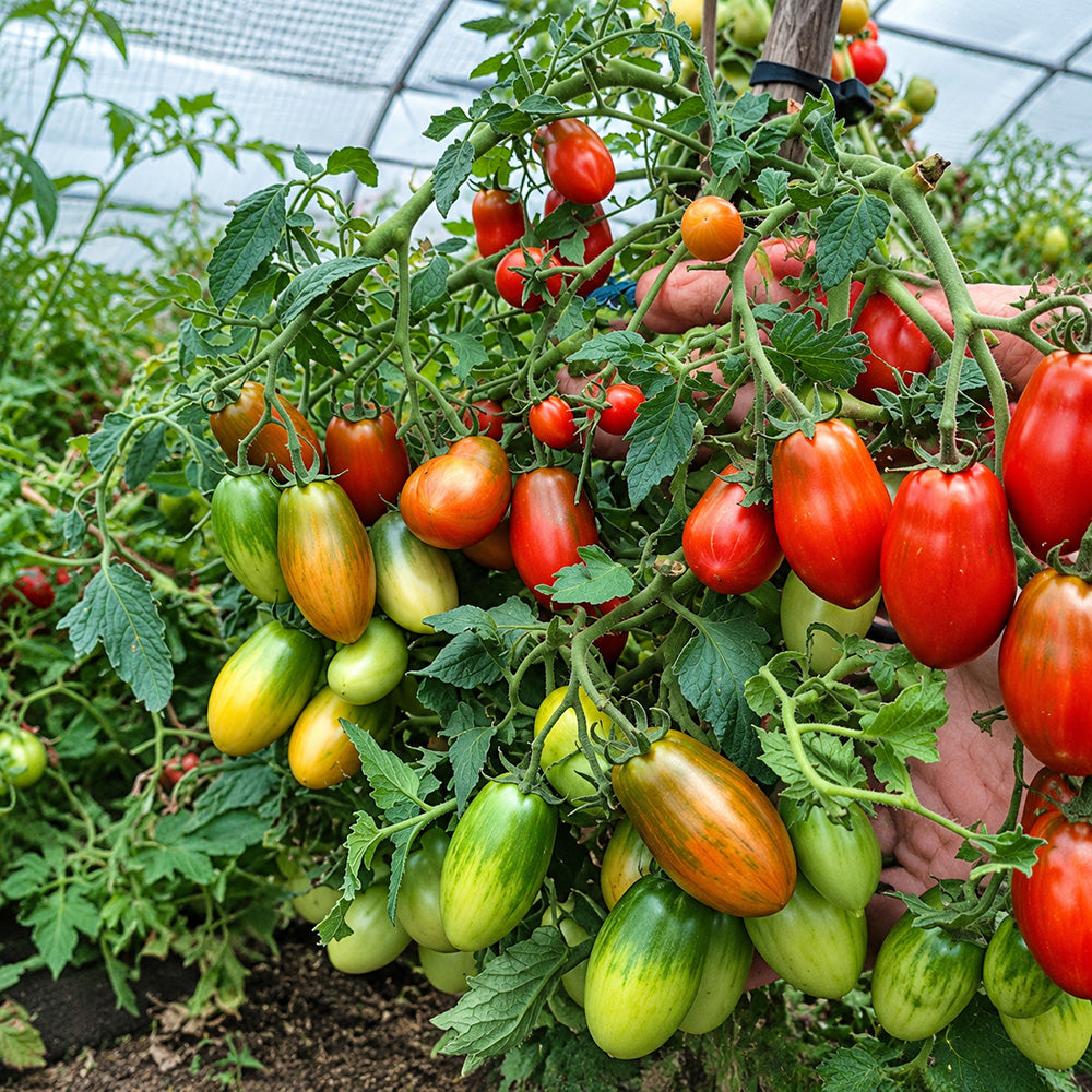 100 Tumbling Tiger Tomato