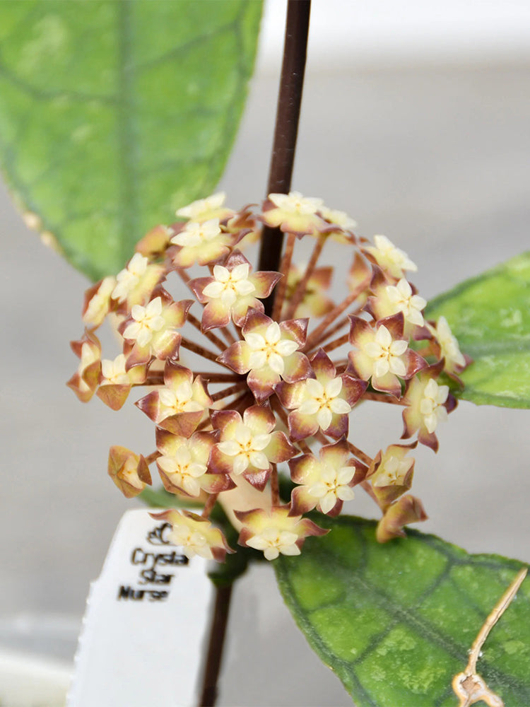 Hoya finlaysonii 'Narrow Leaf'