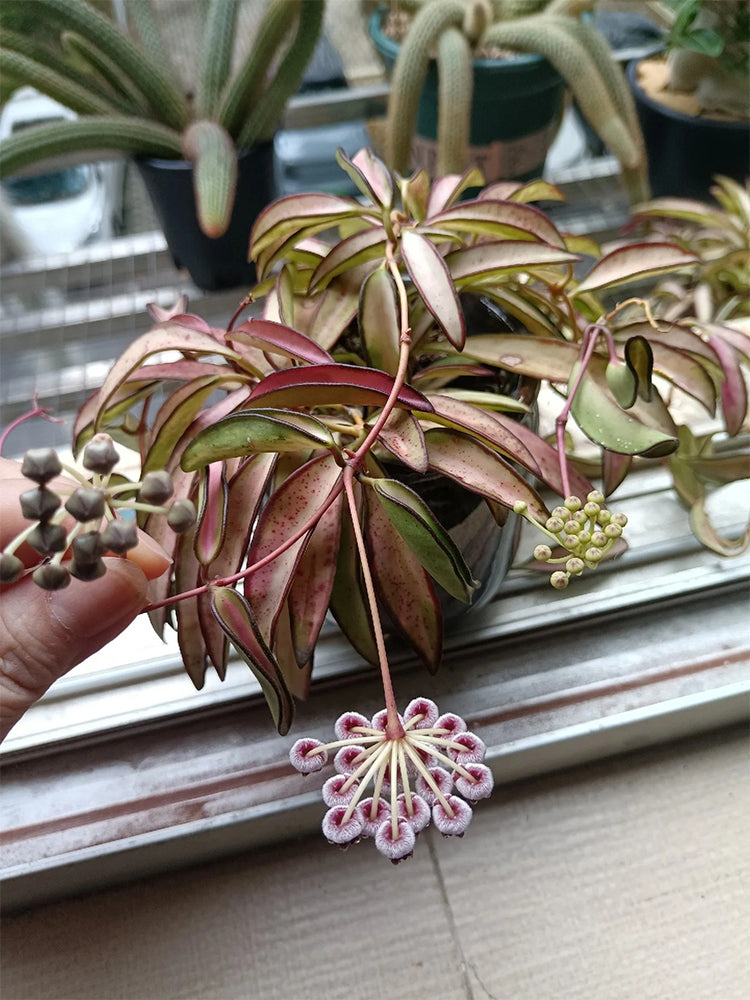 Hoya kentiana 'Variegata' Unrooted Stem Cuttings