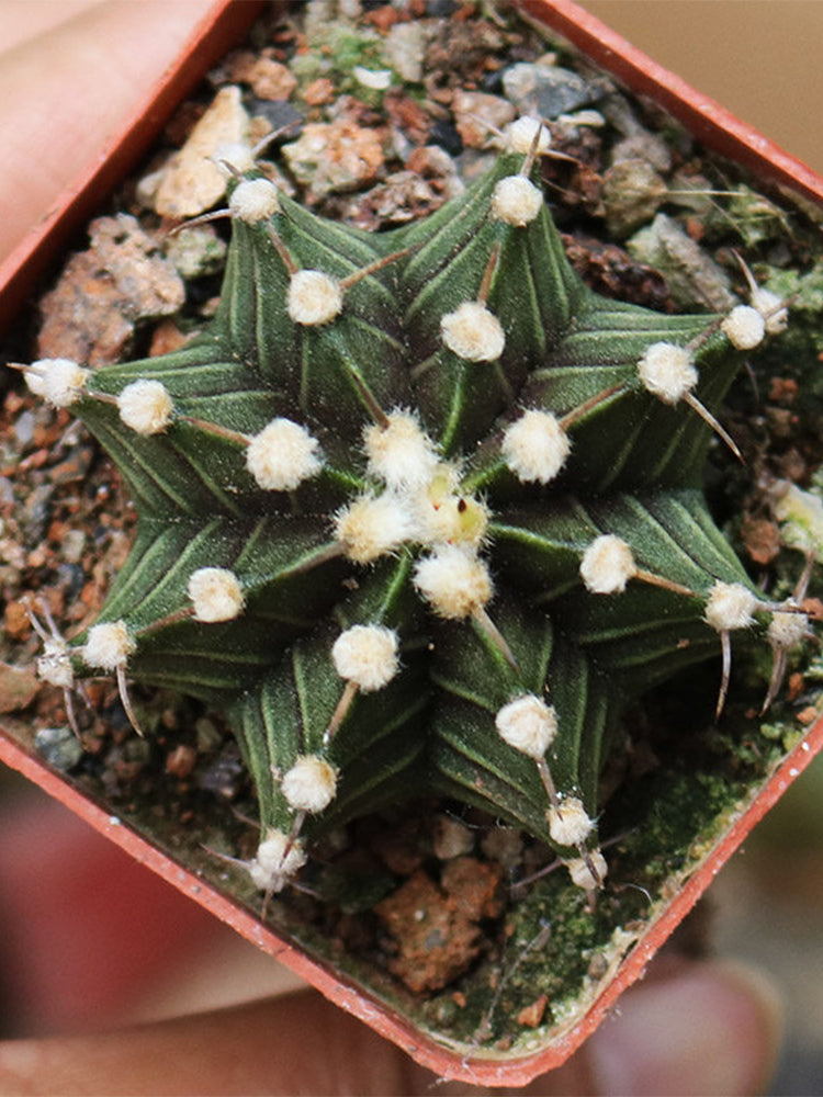 Gymnocalycium hybrid 'Rib Peony'