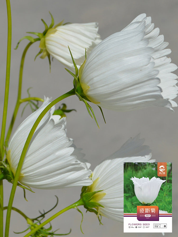 Hezhichun Cosmos bipinnatus 'Cupcakes White'